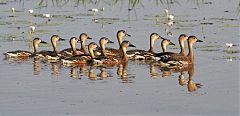 Wandering Whistling-Duck